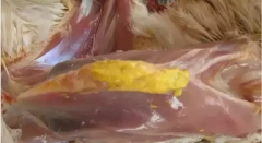 現(xiàn)在青年雞最嚴重的是什么？