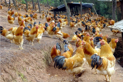 肉雞最頭疼的還是腺肌胃炎，到底該怎么解決？