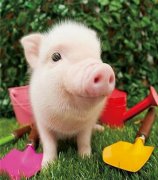 元旦、春節(jié)期間的生豬價格有望上漲么，能漲多