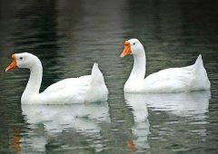 養(yǎng)鵝禁忌有哪些？看看你中了幾條！