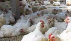 現(xiàn)在這個(gè)季節(jié)肉雞無法掙到錢？腺肌胃炎越來越