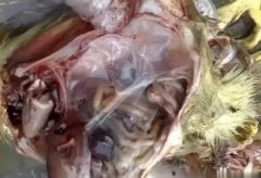 黃病毒在南方各個(gè)地區(qū)多發(fā)，這里帶你了解黃病