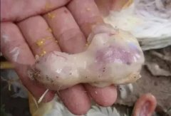 肉雞最頭疼的還是腺肌胃炎，到底該怎么解決？