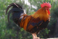 雞大腸桿菌！