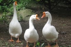 鵝漿膜炎爆發(fā)傷亡非?？欤〔《拘?，細菌性。