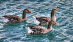 近期番鴨細(xì)小病毒并發(fā)！