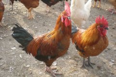 滑液囊支原體病程長(zhǎng)，籠養(yǎng)雞不易被發(fā)現(xiàn)，經(jīng)常