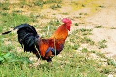 肉雞養(yǎng)殖成本要如何控制？