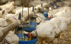 肉雞如何預(yù)防球蟲??？