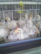 肉雞腺肌胃炎高發(fā)，養(yǎng)雞人認(rèn)真看完這篇文章，