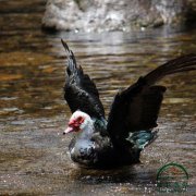 為什么養(yǎng)殖番鴨別人賺錢你卻折本？問題就出在