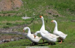 這個(gè)階段鵝最怕呼吸道，如果稍不注意，損失就