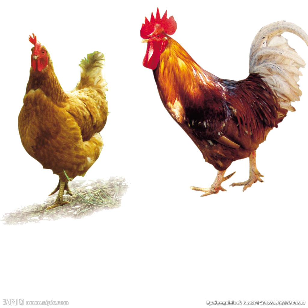  提高肉鴨養(yǎng)殖效益！這八個(gè)飼養(yǎng)管理要注意了！（技術(shù)） 